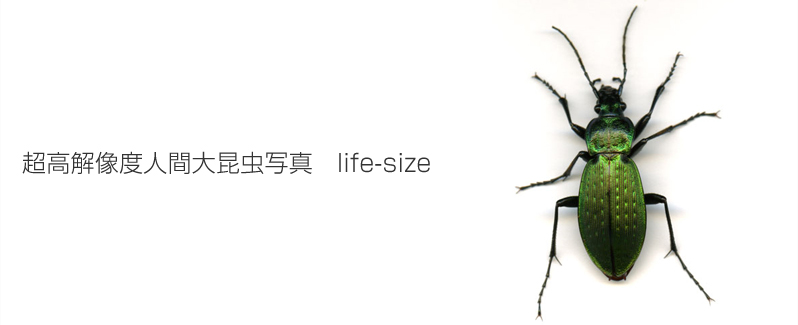 超高解像度人間大昆虫写真life-size