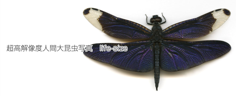 超高解像度人間大昆虫写真life-size