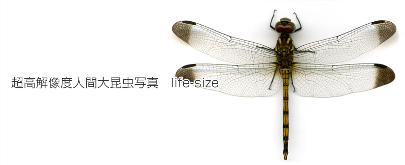 超高解像度人間大昆虫写真life-size