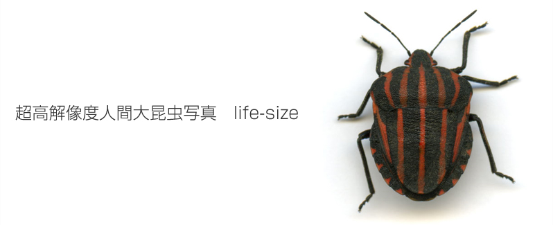 超高解像度人間大昆虫写真life-size