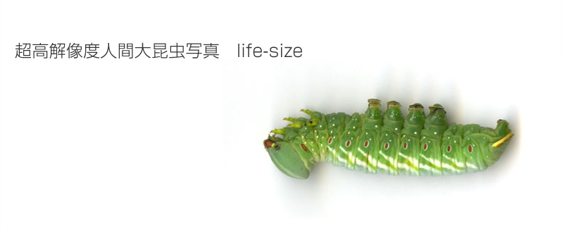 超高解像度人間大昆虫写真life-size