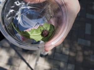 虫とり 虫とり
