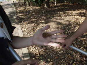 セミの抜け殻
