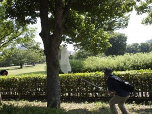 セミを捕獲