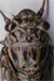 ツクツクボウシ
