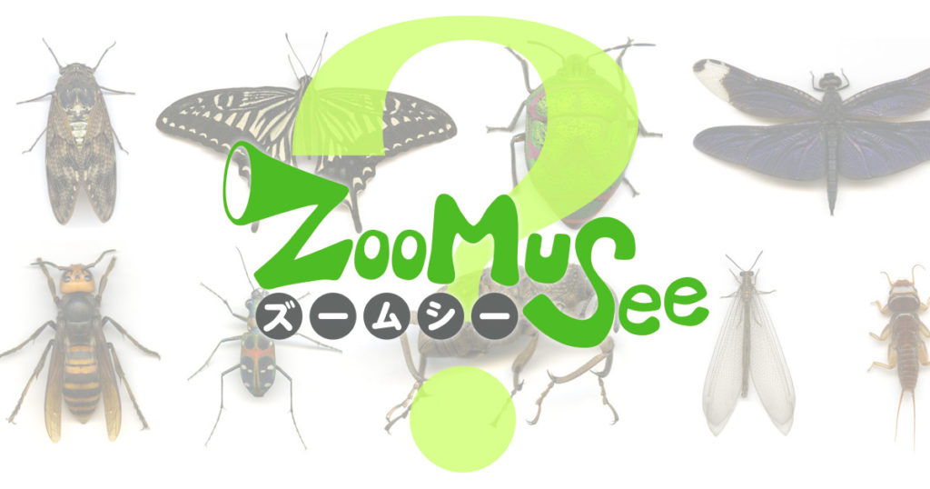 <span class="title">日替わりZooMuSee-今日のむし-</span>